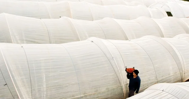 Köprübaşı çileği bu sene de çiftçinin yüzünü güldürdü Yağışlarla birlikte dolan baraj çilekte üretimi arttırdı Manisa Haberleri