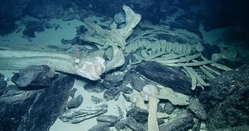 Okyanusun dibinde kemik yiyen zombiler bulundu Sözcü Gazetesi