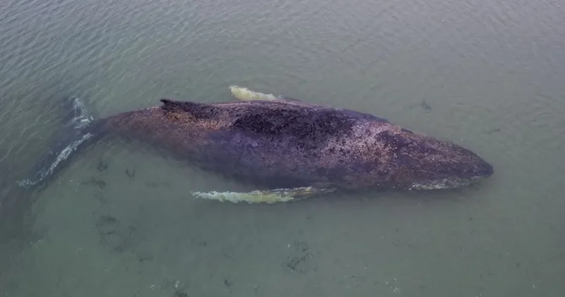 Bir ülke nefesini tuttu bu ölümü izliyor: Siyaseti bile birbirine kattı!