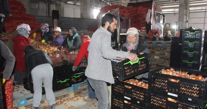 Soğan Amasya dan Avrupa ya gönderiliyor