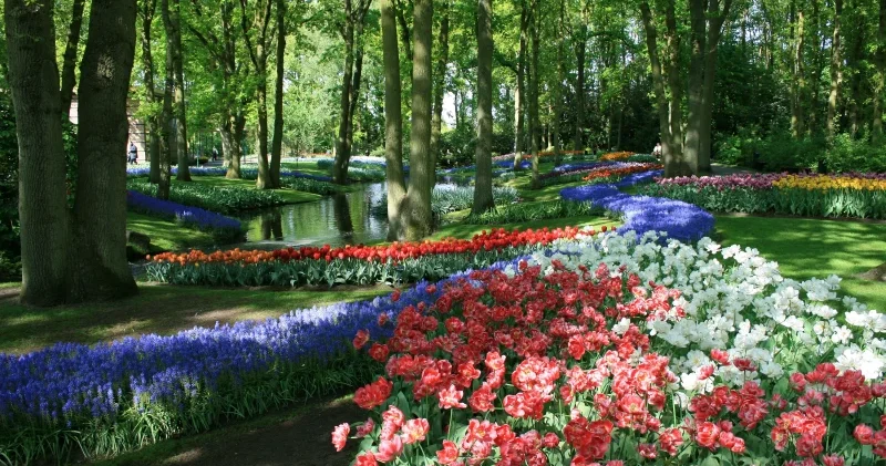 Hollanda’da lale zamanı başlarken, Keukenhof kapılarını 77’nci kez ziyaretçilere açtı Aktüel Haberleri