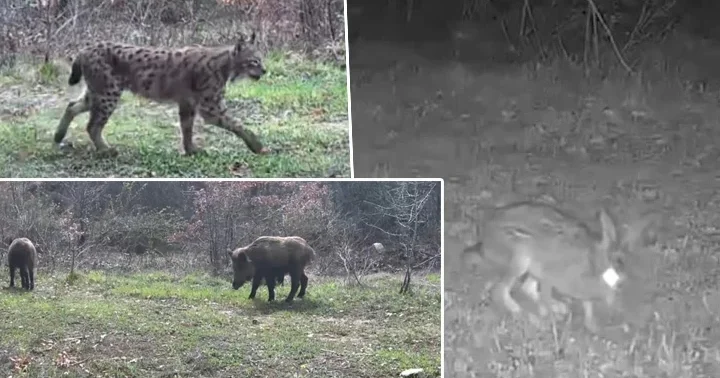 Karabük te fotokapana yakalandılar