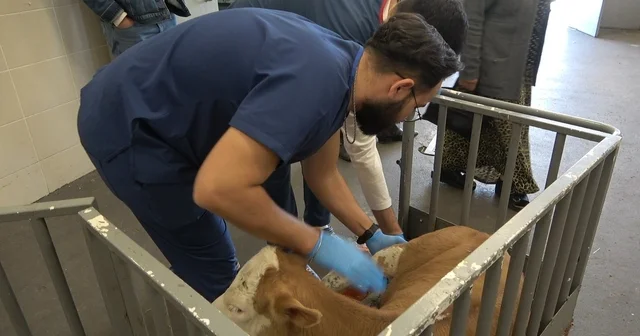 OMÜ Hayvan Hastanesi 2025 te 30 binden fazla vakaya müdahale etti Samsun Haberleri