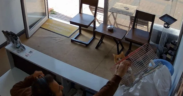 Kedinin, dükkandaki kuşlara saldırdığı anlar kamerada Samsun Haberleri