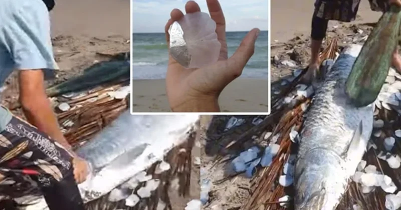 Balık değil darphane: Pullarını söken servet sahibi oluyor Sözcü Gazetesi