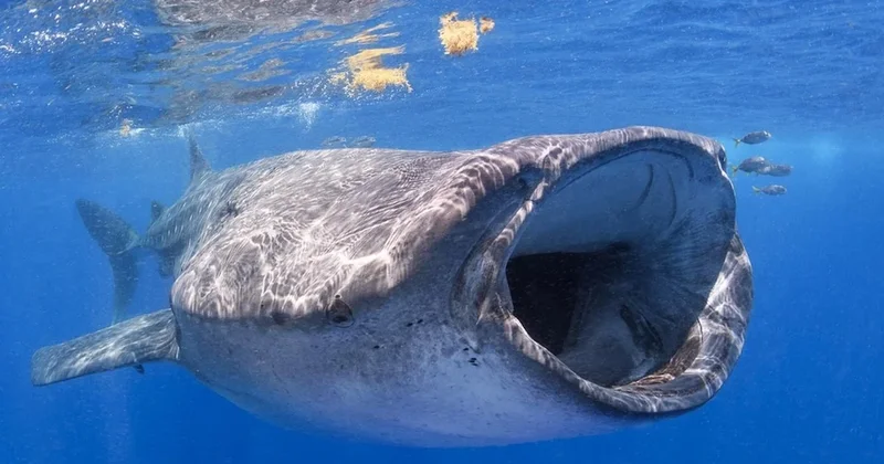 Tıpkı insan gibi iletişim kuran balinalar bilim dünyasını şoka soktu Sözcü Gazetesi