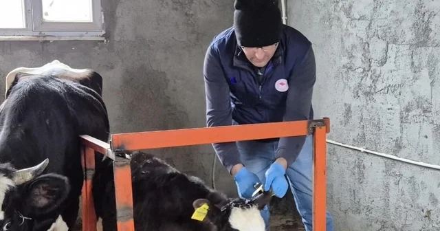 Düzce de ekipler hayvan sağlığı için sahada Düzce Haberleri