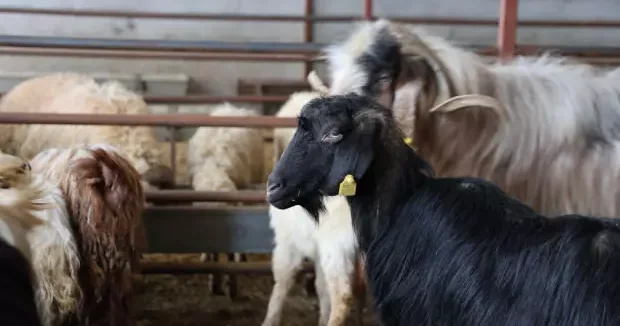 Elazığ haberleri Elazığ da kurban satışları başladı: Fiyatı duyan az mı çok mu karar veremiyor 16 Nisan 2026