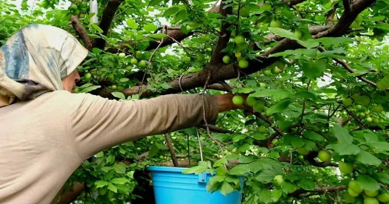 Mersin de hasadı başladı: Kilosu 800 lira, Araplar ve Avrupalılar almak için sıraya girdi