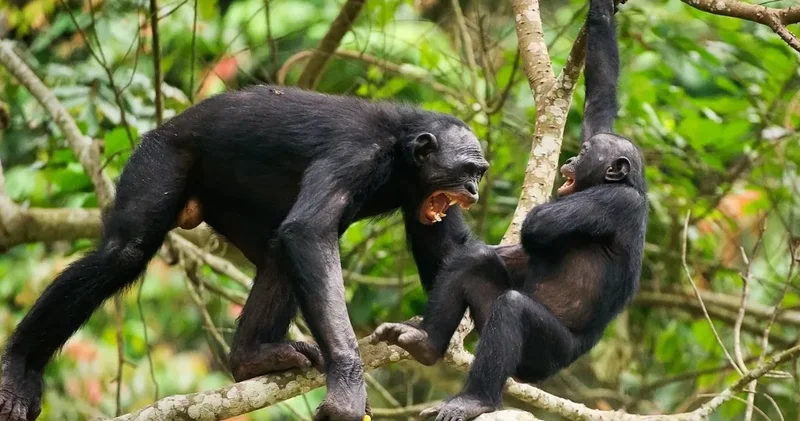Maymunlar cehennemi: Bonobolar organize olup bebeği kaçırdı