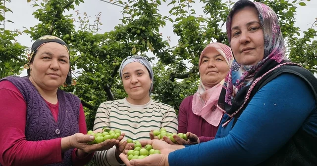 Mersin de açıkta erik hasadı başladı, fiyatı 200 TL ye kadar düştü Mersin Haberleri
