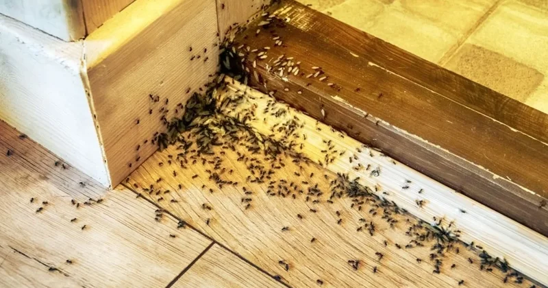 Evin kapısından geri dönecekler: Karıncaları evden uzaklaştırmanın formülü bulundu Sözcü Gazetesi