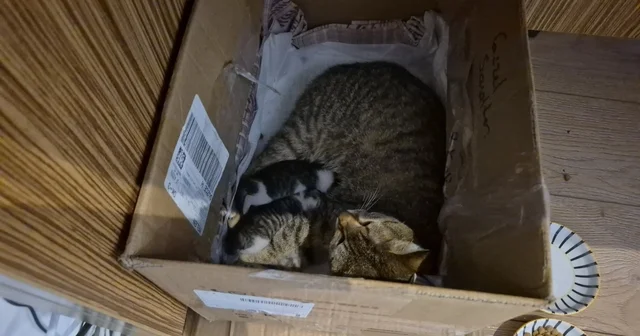 Lisenin maskot kedisi, yavrularını okula emanet etti Okul Müdürü Nazmi Bal: Yaşadığımız bu zor günlerde içimize az da olsa bir umut ışığı serpildi Düzce Haberleri