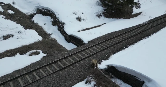 Kars ta drone ile karşılaşan boz ayı kamerada: Merak, tedirginlik ve kaçış Kars Haberleri