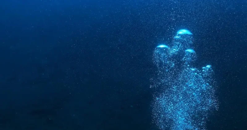 9 mideli dev canlı okyanusta saklanıyor: Tek bir kişi bile canlı göremedi Sözcü Gazetesi