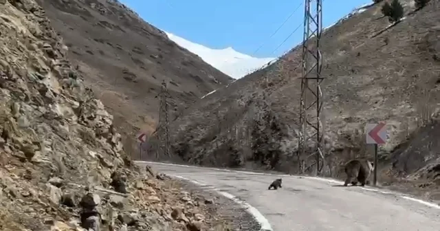 Anne ayı ve yavruları yolda görüntülendi, minik yavrunun çabası gülümsetti Gümüşhane Haberleri