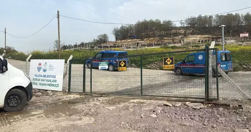 Yalova’da hayvan ölümleri iddialarına soruşturma