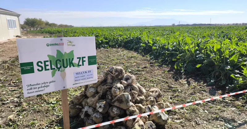 Yerli hibrit şeker pancarı ticarileşti: İhracat talepleri yağıyor