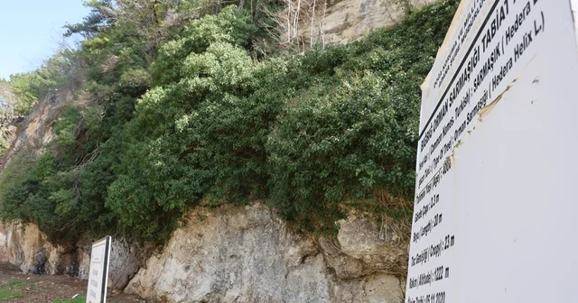 4 bin yıllık sarmaşığın gölgesinde baharı karşıladılar Dev sarmaşık bahar ile birlikte ziyaretçilerini ağırlamaya başladı Adana Haberleri