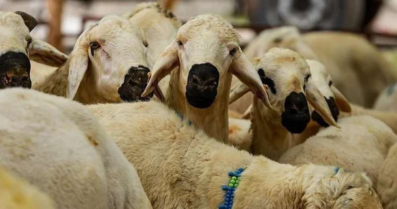 2026 Kurban Bayramı takvimi: Kurban Bayramı ne zaman, hangi gün? Bayram tatili 9 gün olacak mı?