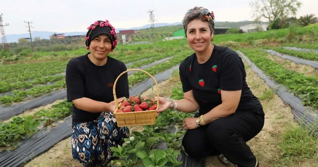 Organik çilekte hasat heyecanı başladı İzmir Haberleri