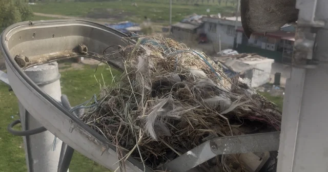 Sokak lambaları kuşlara yuva oldu Bursa Haberleri