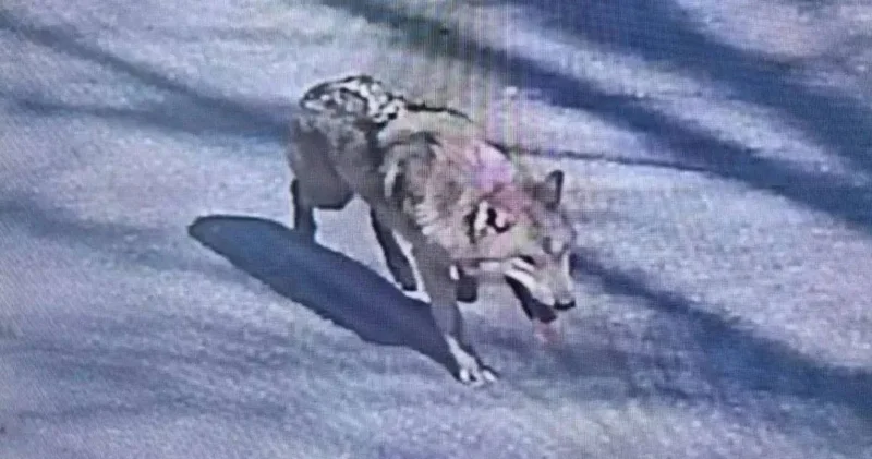 300 kişilik ekip arıyor ama yok! Kaçak kurt adeta buhar oldu