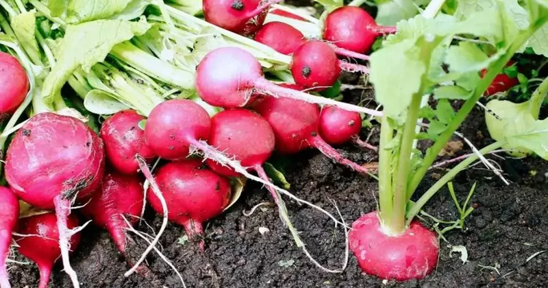 Pazar tezgahlarının gözde sebzesi: Balla tüketince öksürüğü kökten bitiriyor!