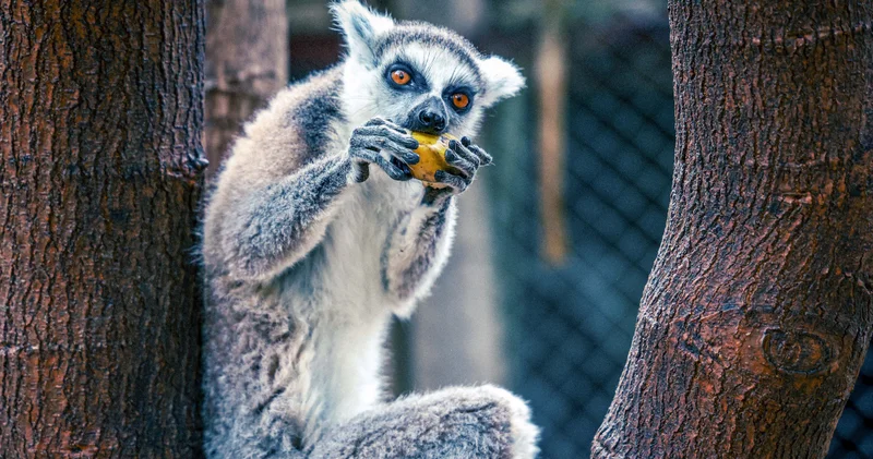 Antalya Doğal Yaşam Parkı nın yeni üyesi: Lemur Zabumafu