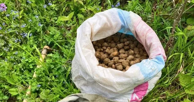 Kocaeli haberleri Topladığı 40 kilo salep yumrusunun sevinci kursağında kaldı 16 Mayıs 2026