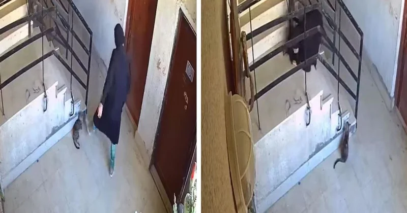 İlahi adalet 5 saniyede tecelli etti! Kediye yaptıklarından sonra başına gelene bakın