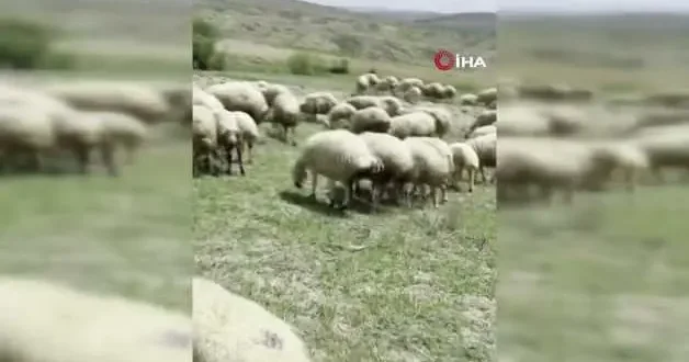 Başkent’te bir yılan koyun sürüsüne saldırdı