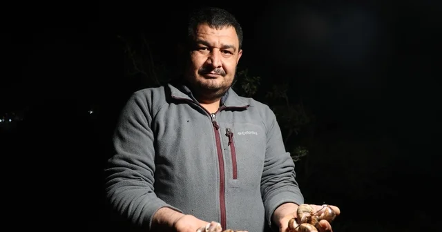Adana da salyangoz mesaisi: Kilogramı 35 lira Kara salyangozları, vatandaşların ek gelir kapısı oldu Kozmetik, ilaç sanayi ve turistik tüketim amacıyla özel izinle salyangoz topluyorlar Adana Haberleri