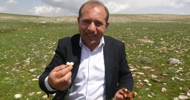 Malatya da yüksek rakımlı bölgelerde çiğdem mesaisi Malatya Haberleri