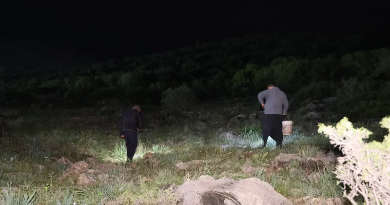 Gece yarısı fenerini alan dağa koşuyor! Toplaması izne tabi, kilogramı 35 lira...