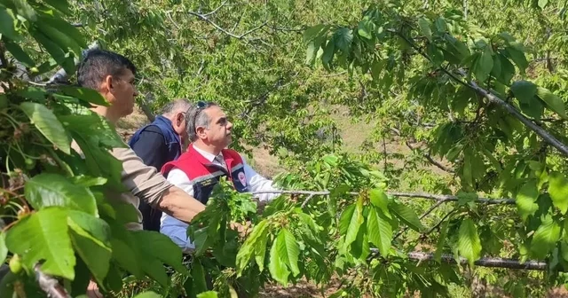 Aydın da dolu vurdu, zarar gören tarım arazileri yerinde incelendi Aydın Haberleri