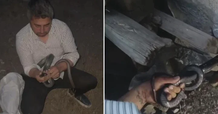 Yılancı Kemal koluna dolanan 1 buçuk metrelik 2 yılanı yakaladı