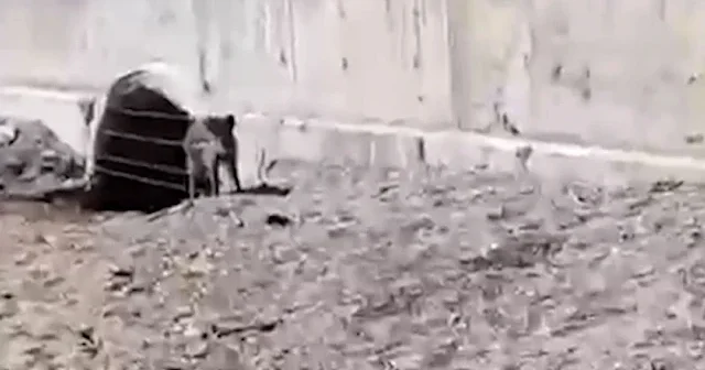 Mudanya’da aç kalan yaban domuzları sahile indi VİDEO İZLE