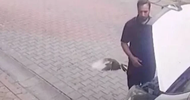 Sultangazi de kaputun altından kuş direksiyonun içinden kertenkele çıktı VİDEO İZLE