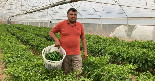 Lezzeti fiyatını unutturuyor Pazarda 350 TL den satışa sunulan Emcelli biberi yok satıyor Manisa Haberleri