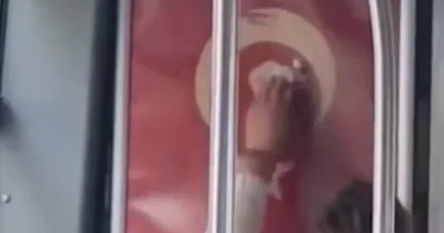Türk bayrağını görünce kayıtsız kalmadı: Otobüsteki hareketi takdir topladı VİDEO İZLE