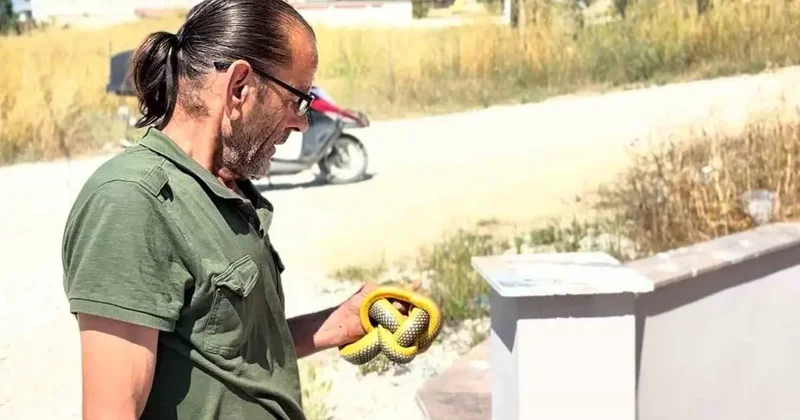 Yılanları çıplak elleriyle yakalayıp doğaya salıyor