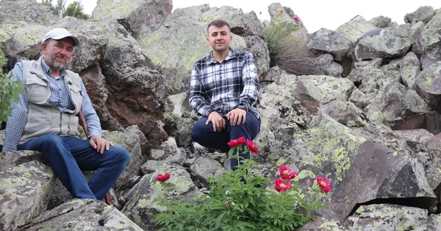 Erciyes Dağı eteklerinde şakayıklar ilk kez haziranda çiçek açtı; koparmanın cezası 699 bin TL Kayseri Haberleri