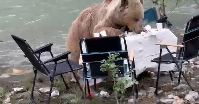 Tunceli de Piknikte Ayı Sürprizi
