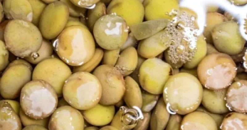 Yumurtadan çok daha fazla protein içeriyor: Yiyen hastalık nedir bilmiyor Sözcü Gazetesi