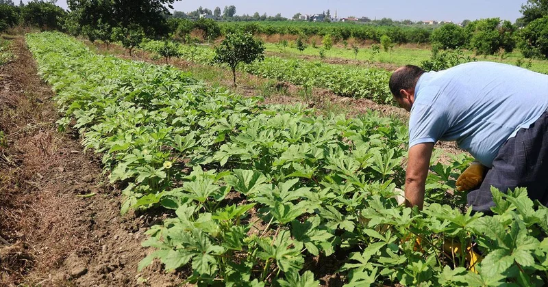 Kozan da bamya hasadı başladı, tarlada kilosu 150 TL