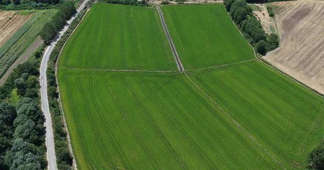 Edirne de çeltiğe su bereketi: Rekolte 400 bin tonu aşacak Edirne de beyaz altında yüzler güldü, ekim alanı 500 bin dekara çıktı Geçen yıl su stresi yaşandı, bu yıl rekolte rekoru bekleniyor Edirne Haberleri Habertürk Yerel Haberler