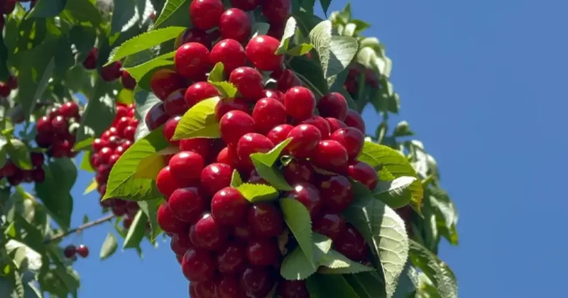 Geçen yıl don vurmuştu, bu yıl ağaçlar kirazları taşıyamıyor!