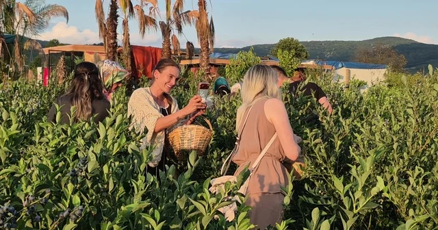 Kendi sepetini alan bahçeye koştu: Yaban mersini hasadına yoğun ilgi Yaban mersini tarlası doğal fotoğraf platosu oldu Düzce Haberleri Habertürk Yerel Haberler
