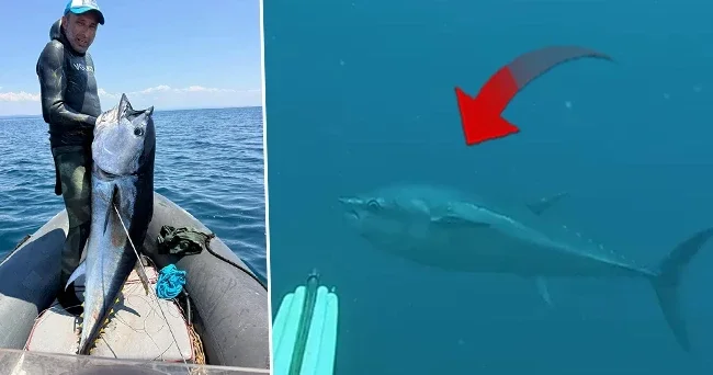 Gökçeada da zıpkınla yakaladı: 1 metre 82 santim boyunda! Bizi derin sulara doğru sürükledi